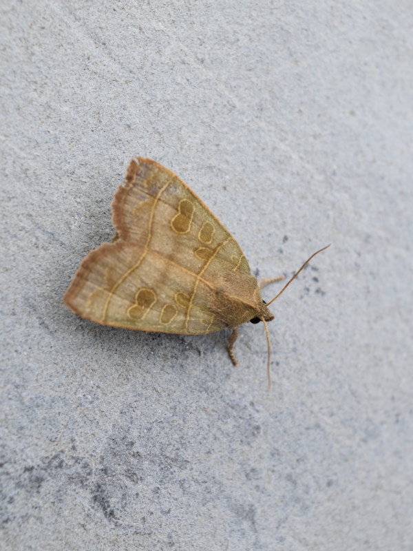 Ipimorpha subtusa, Noctuidae